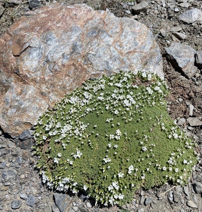 Arenaria tetraquetra flower