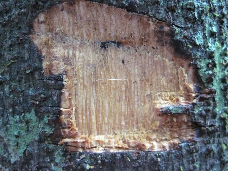 Annona prevostiae other