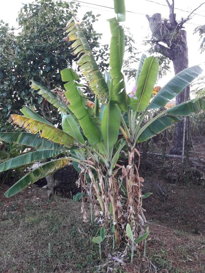 Musa ornata habit