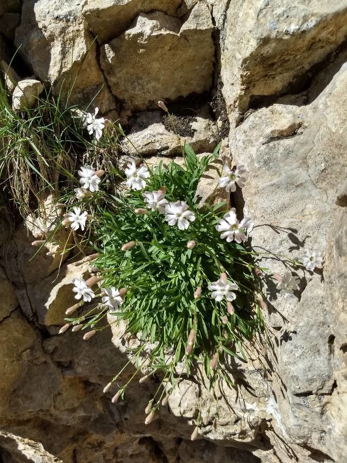 Silene borderei habit