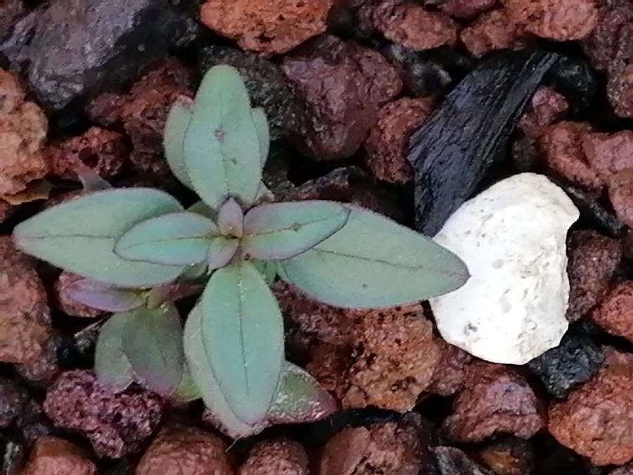 Chaenorhinum rubrifolium — houseplant care guide