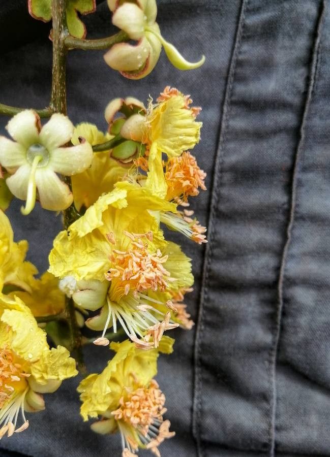 Swartzia panamensis — houseplant care guide