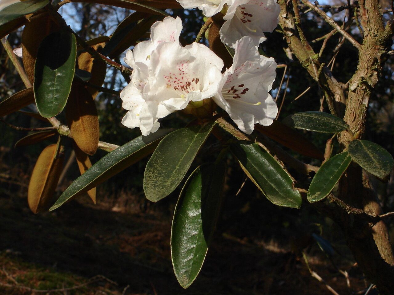 Rhododendron lanatum — houseplant care guide