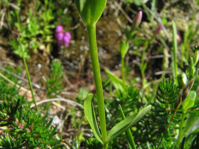 Centaurium scilloides bark