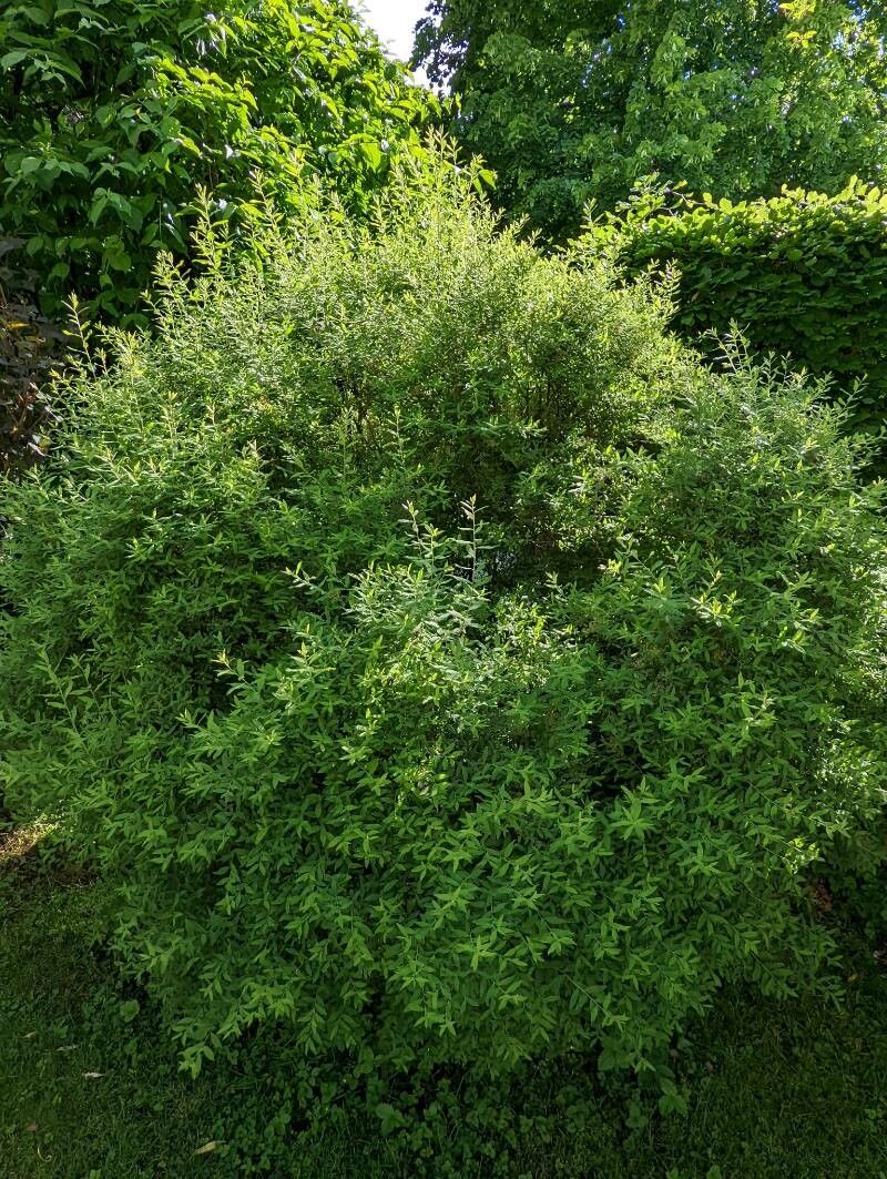 Spiraea × arguta habit