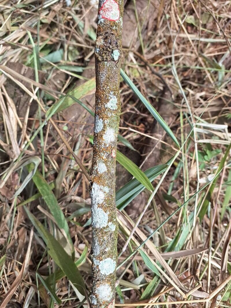 Jupunba brachystachya bark