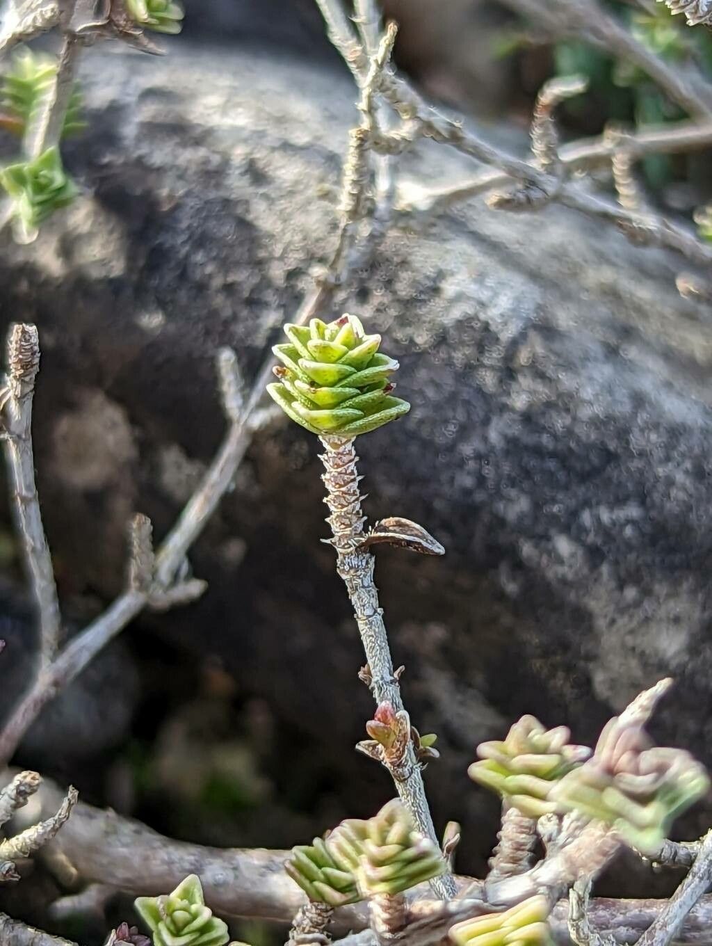Thymus sipyleus bark