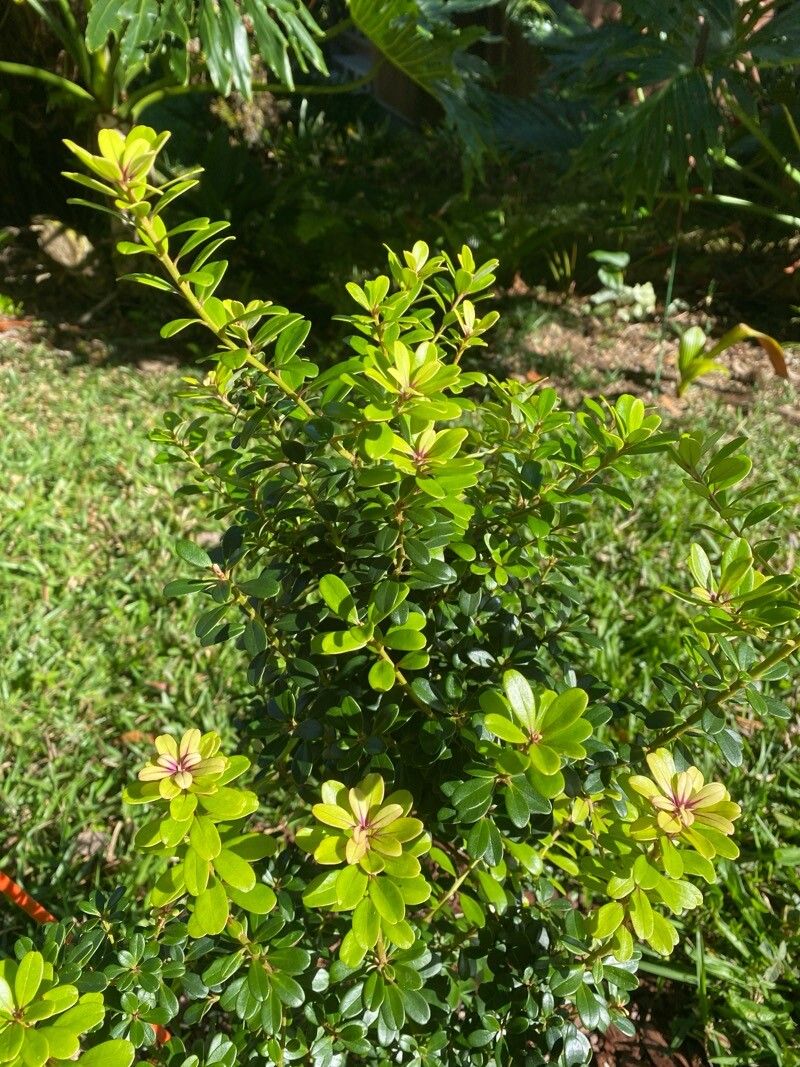 Myrsine sandwicensis — houseplant care guide