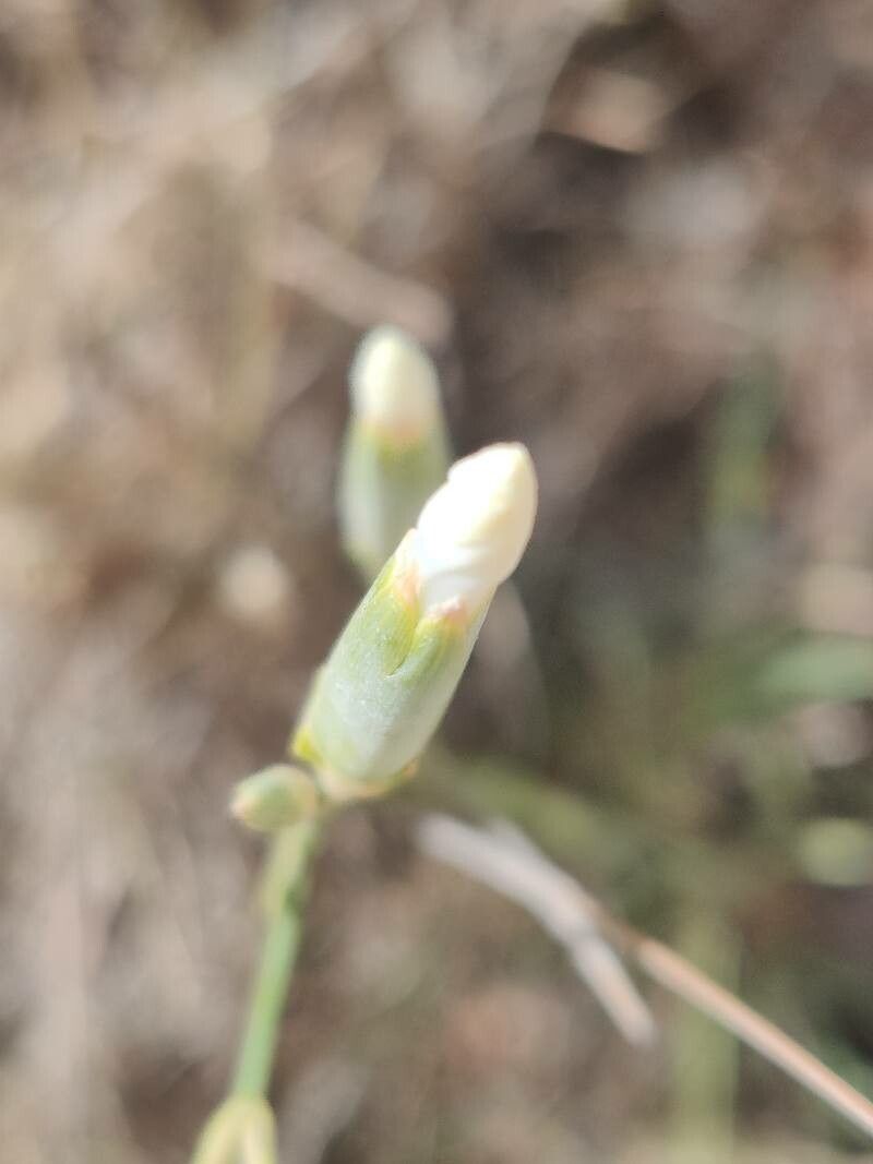 Dianthus arrosti other