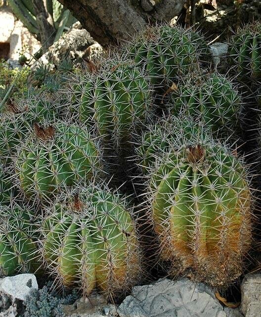Ferocactus flavovirens — houseplant care guide