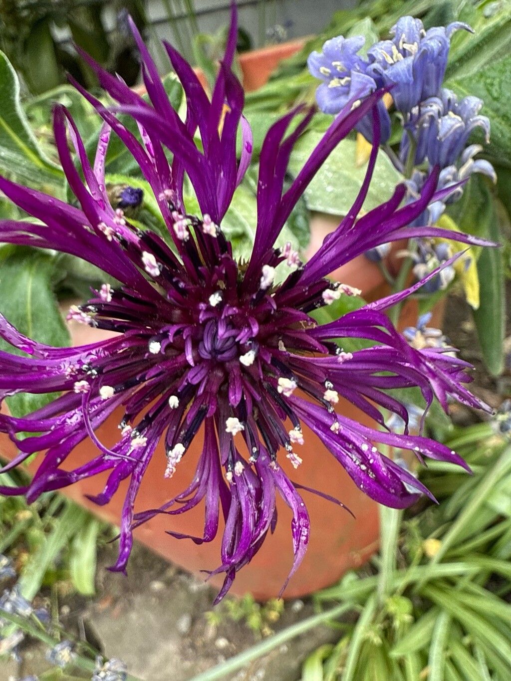 Centaurea polyacantha flower