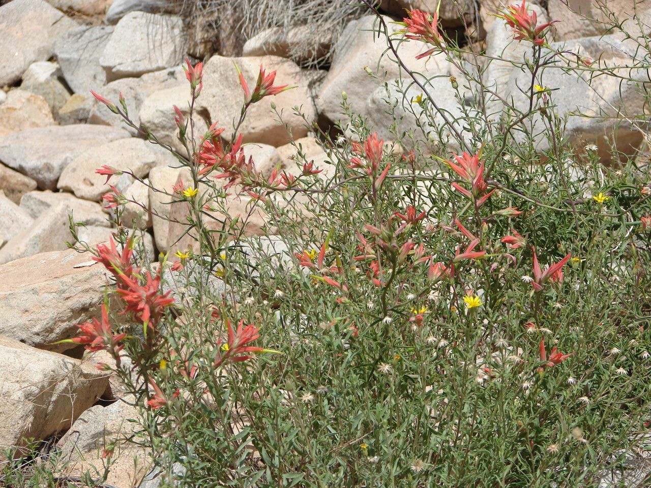 Castilleja tenuiflora flower