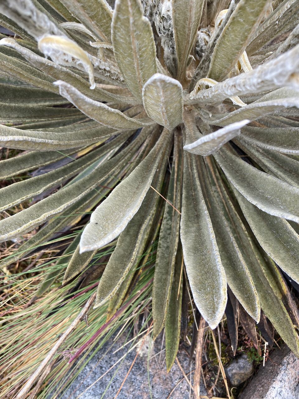 Espeletia colombiana — related species from the same genus
