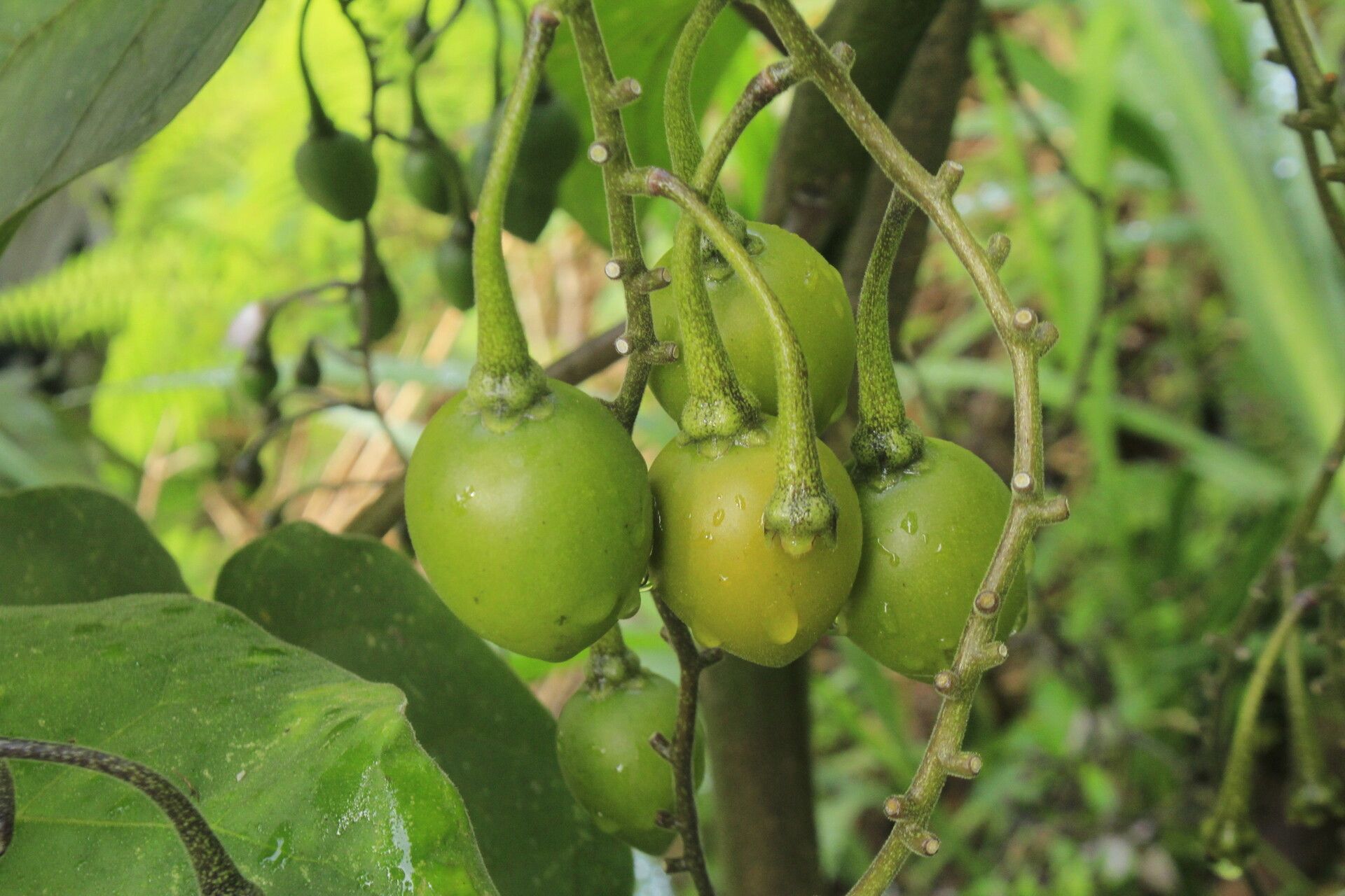 Solanum cajanumense fruit