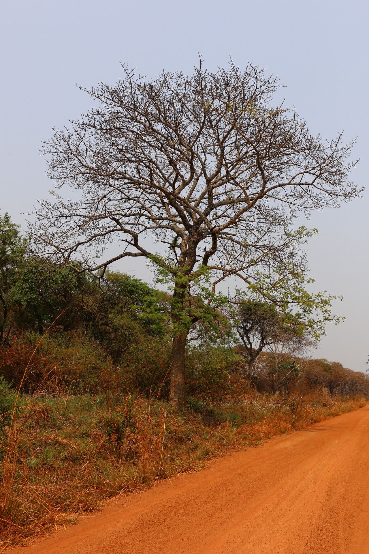 Lannea asymmetrica habit