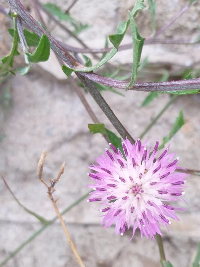 Centaurea aspera flower