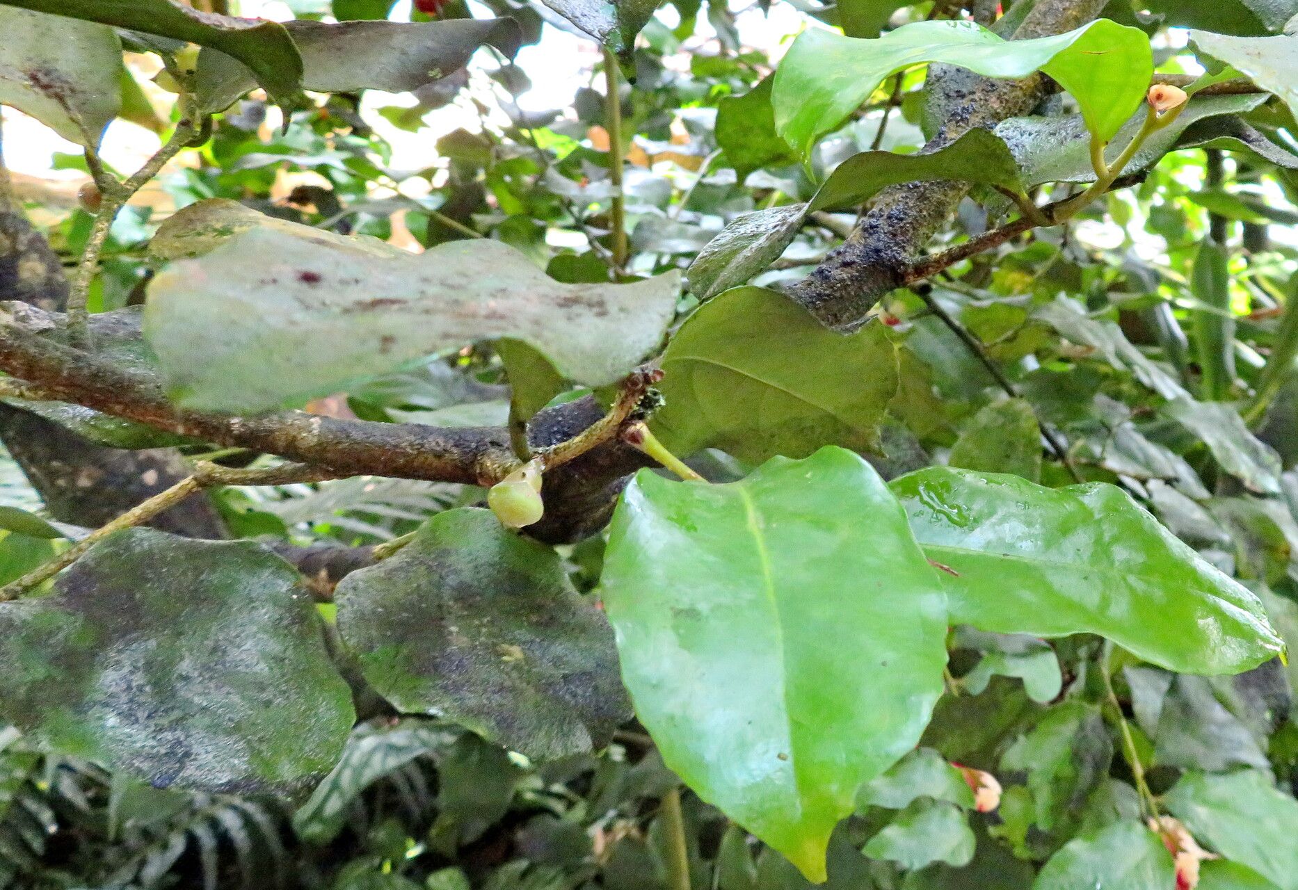 Napoleonaea beninensis — related species from the same genus