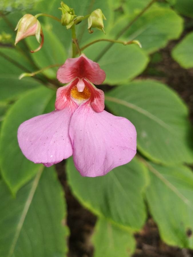 Impatiens flanaganae — search result for 'Impatiens'