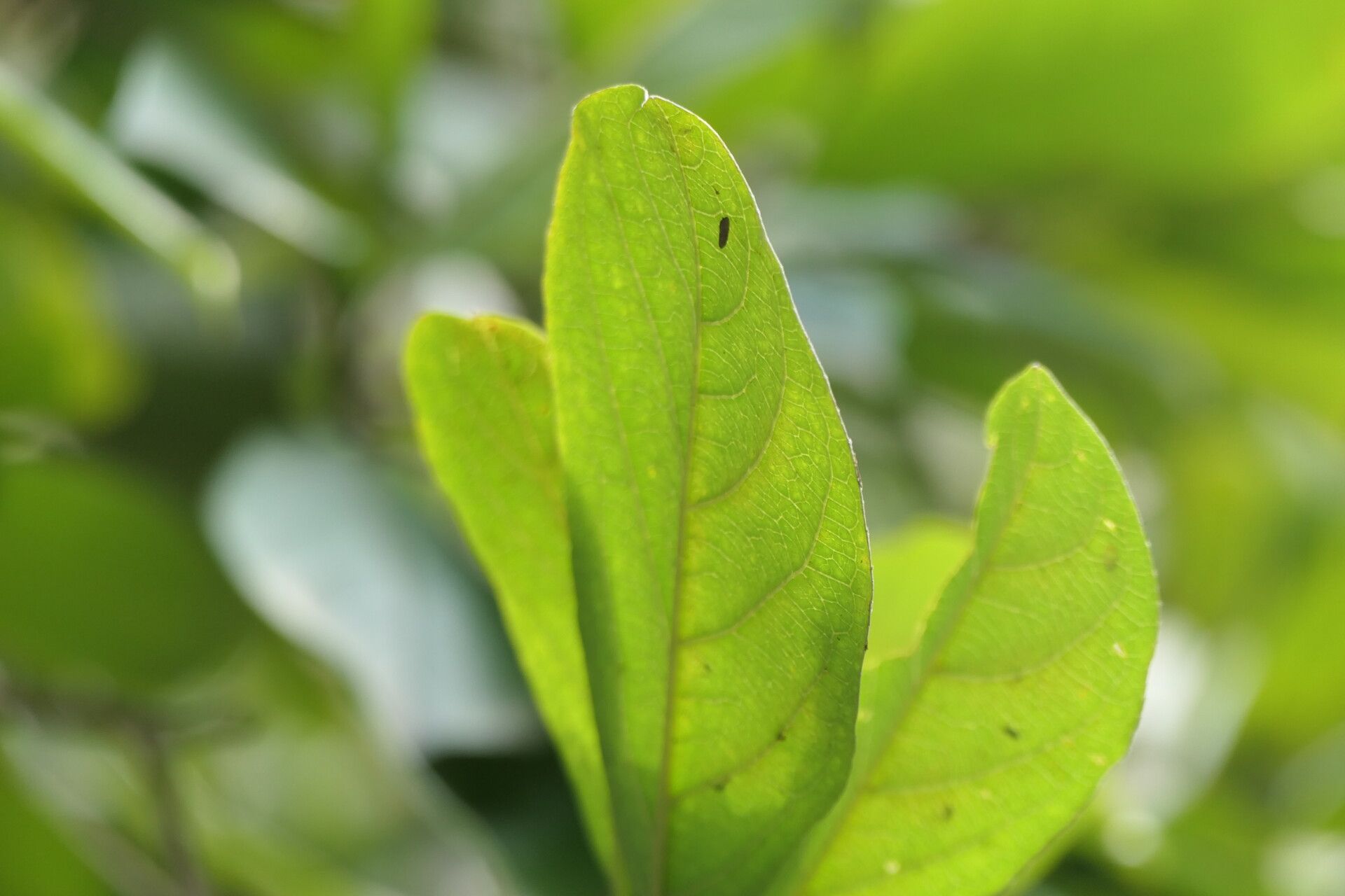Cordia caffra — search result for 'Cordia'