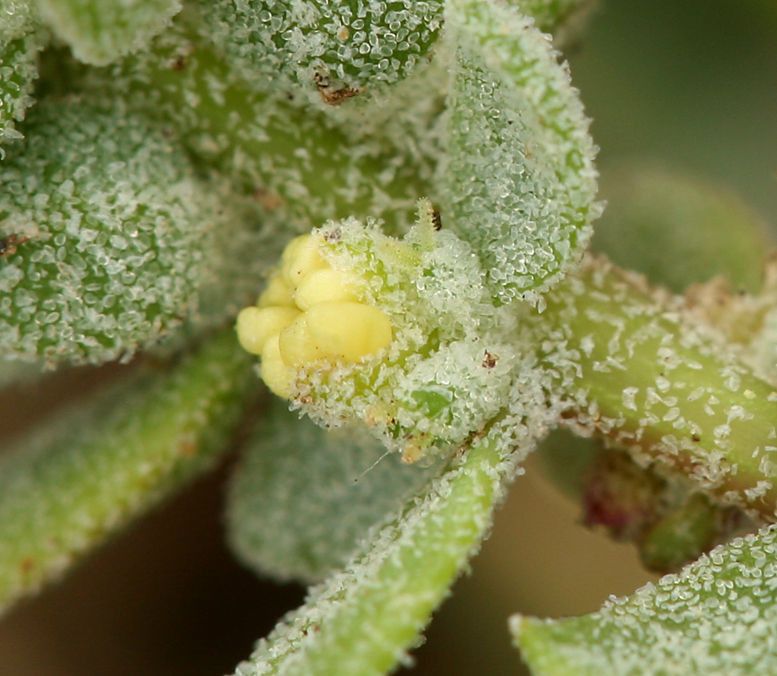 Extriplex californica flower