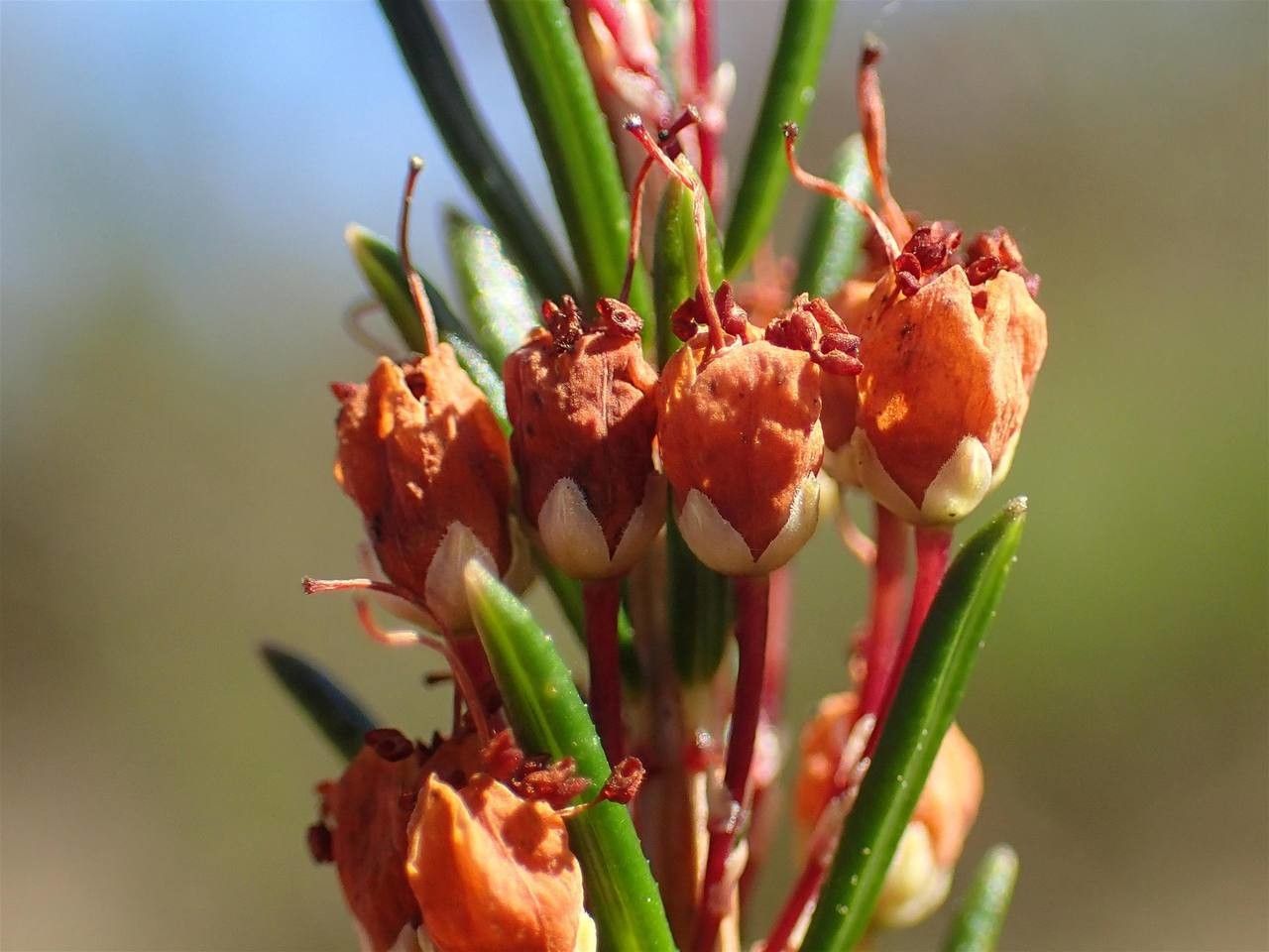 Erica vagans fruit