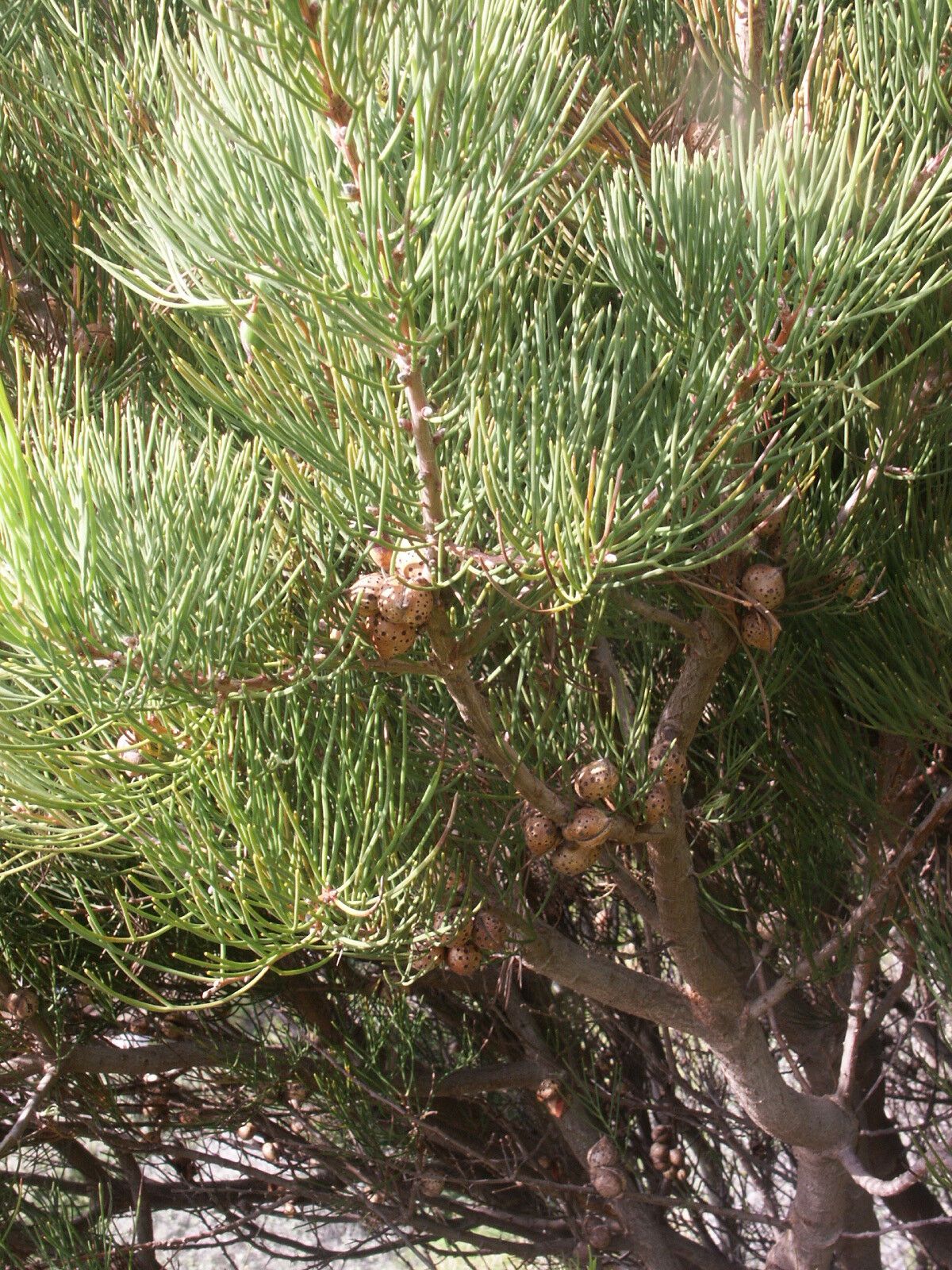 Hakea drupacea fruit