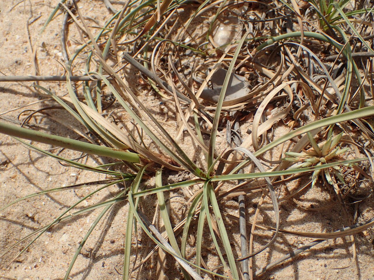 Cyperus crassipes leaf