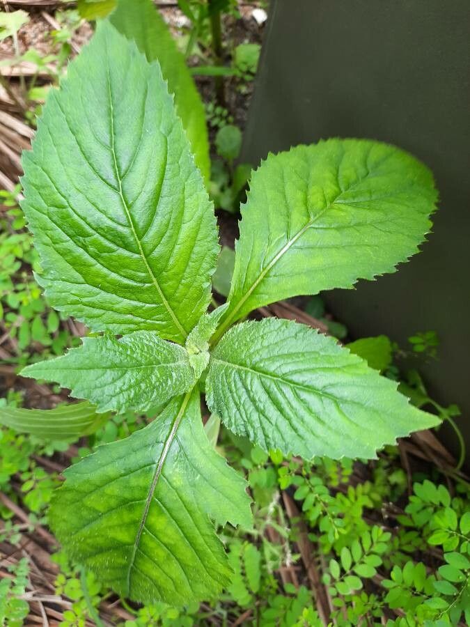 Crassocephalum crepidioides — houseplant care guide