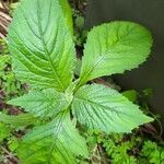 Crassocephalum crepidioides