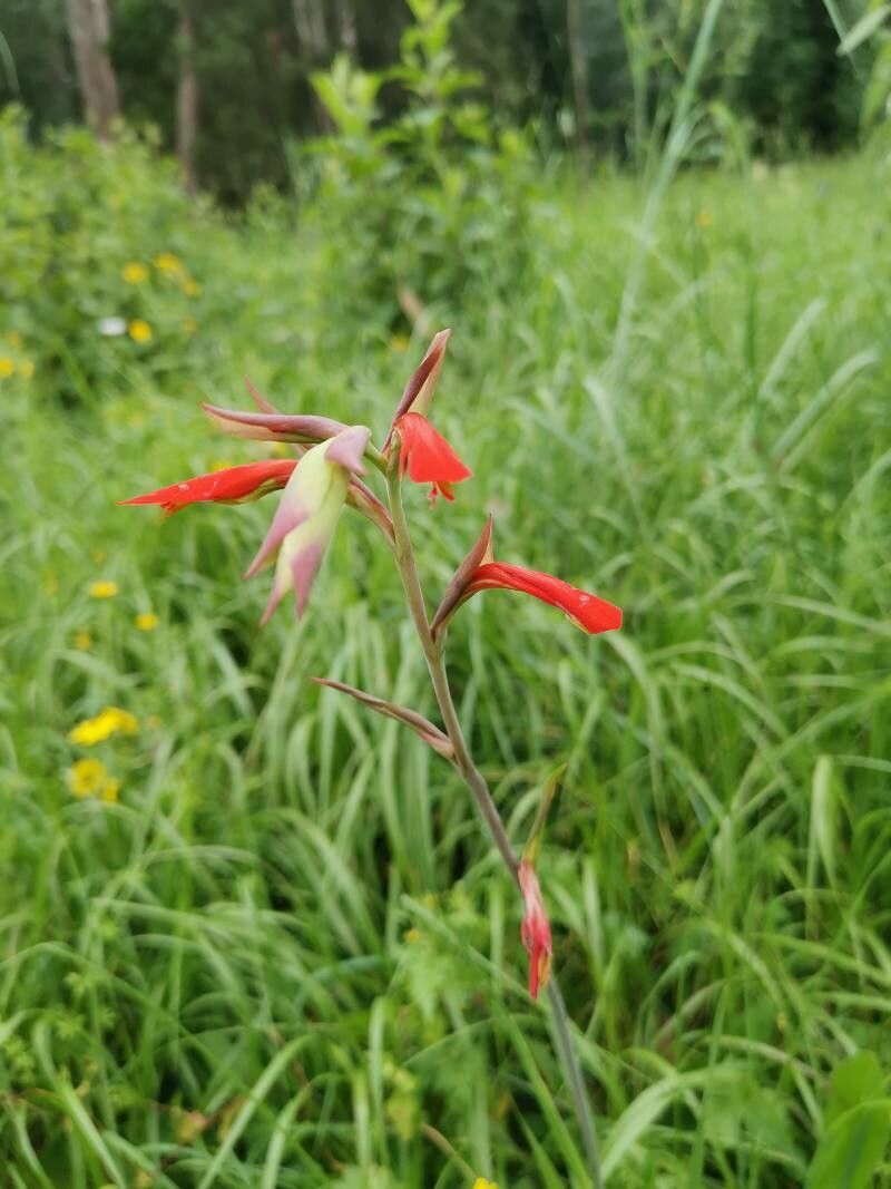 Gladiolus abyssinicus — related species from the same genus