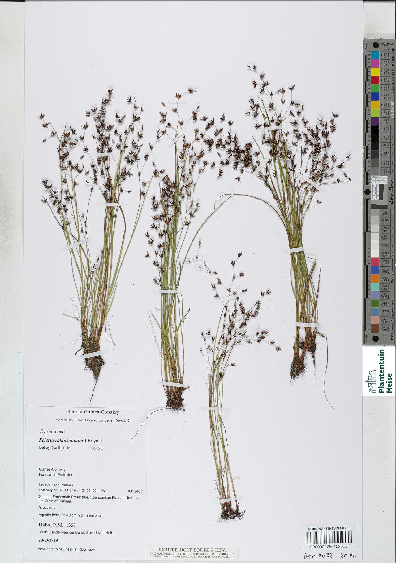 Scleria robinsoniana — houseplant care guide
