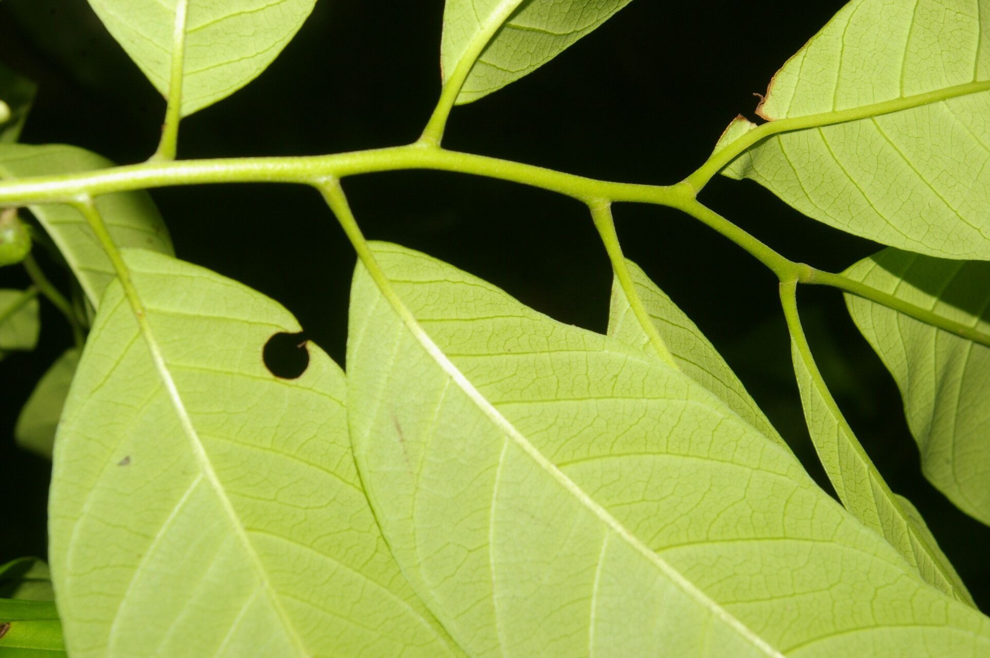Trichilia adolfi leaf