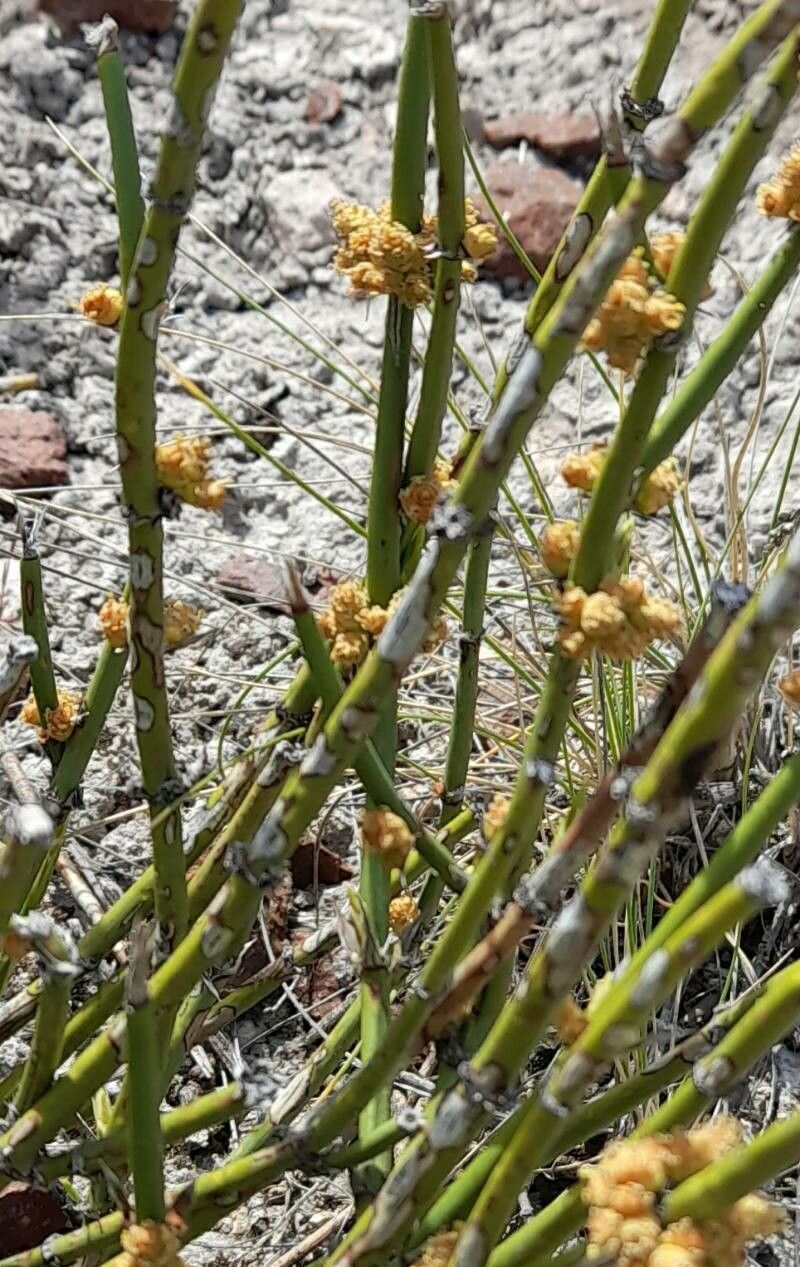Ephedra ochreata bark