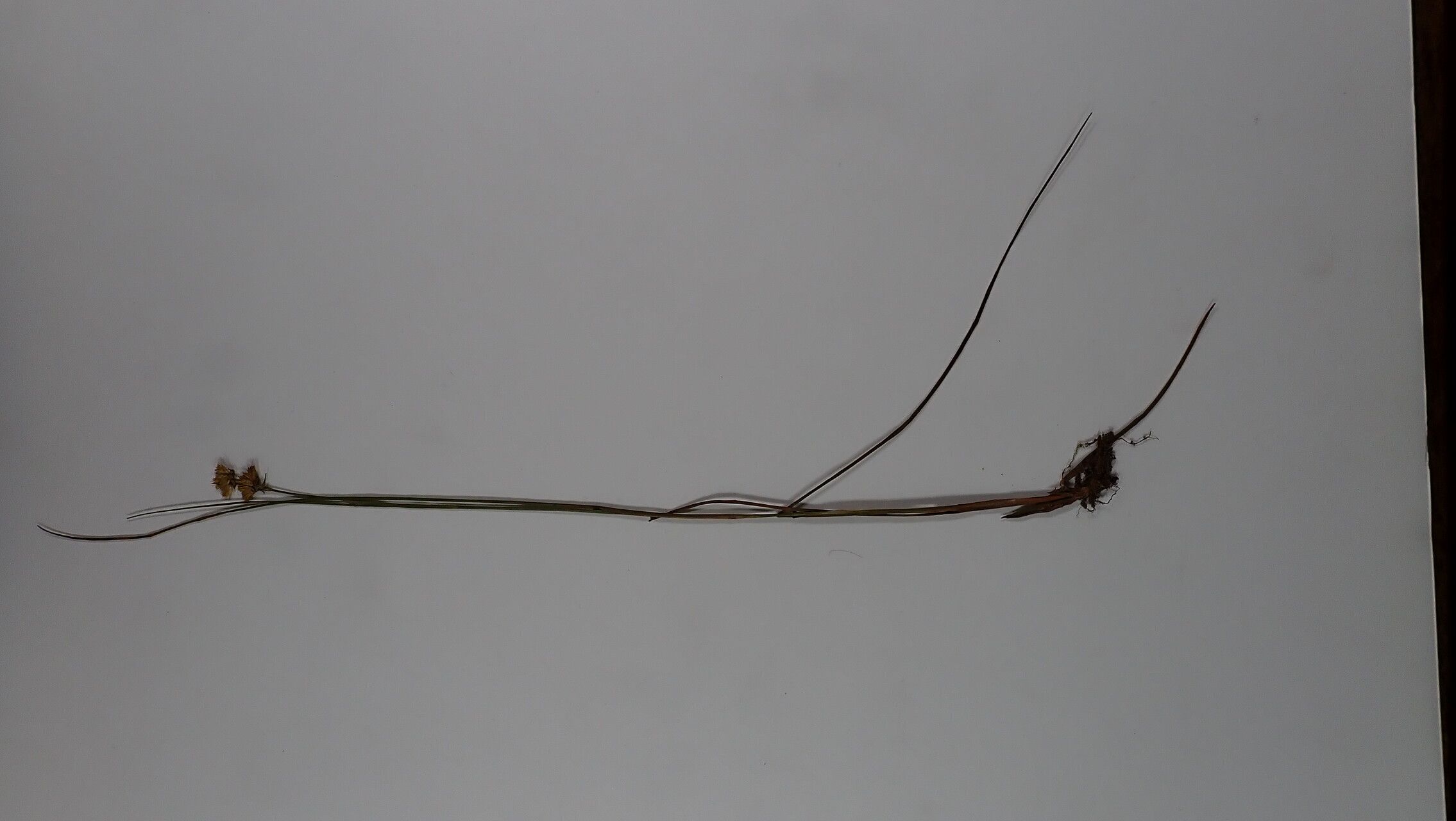 Juncus grisebachii other