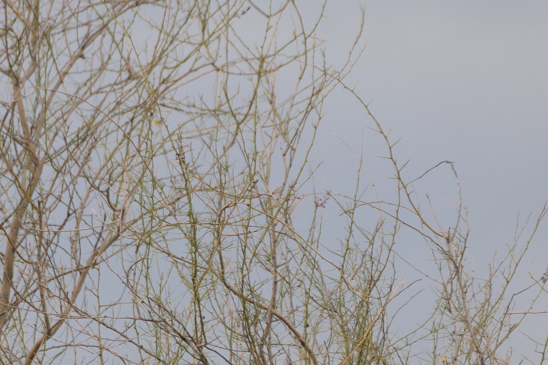 Parkinsonia africana — related species from the same genus