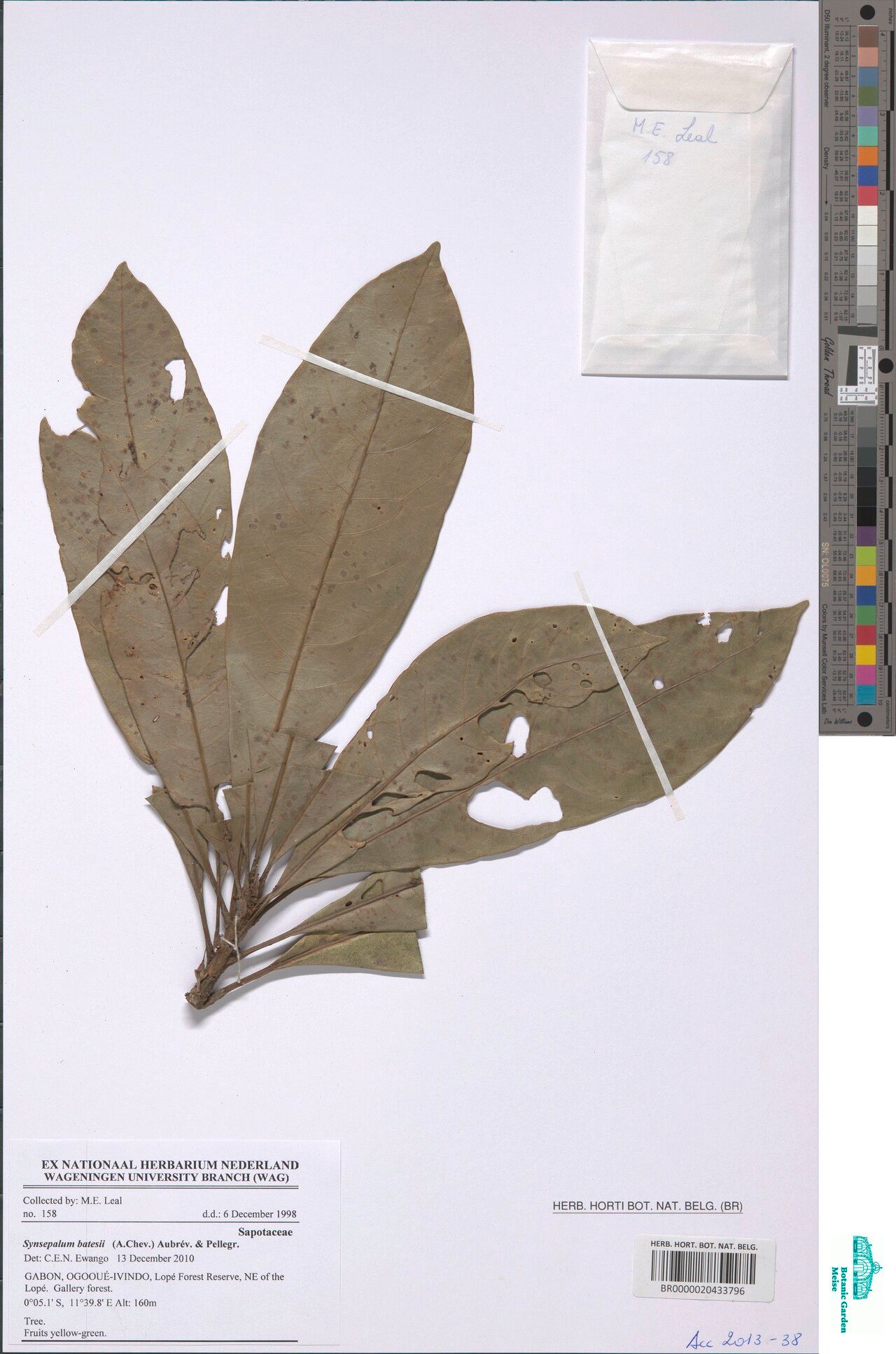 Synsepalum batesii — related species from the same genus