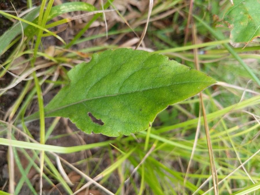 Solidago bicolor leaf