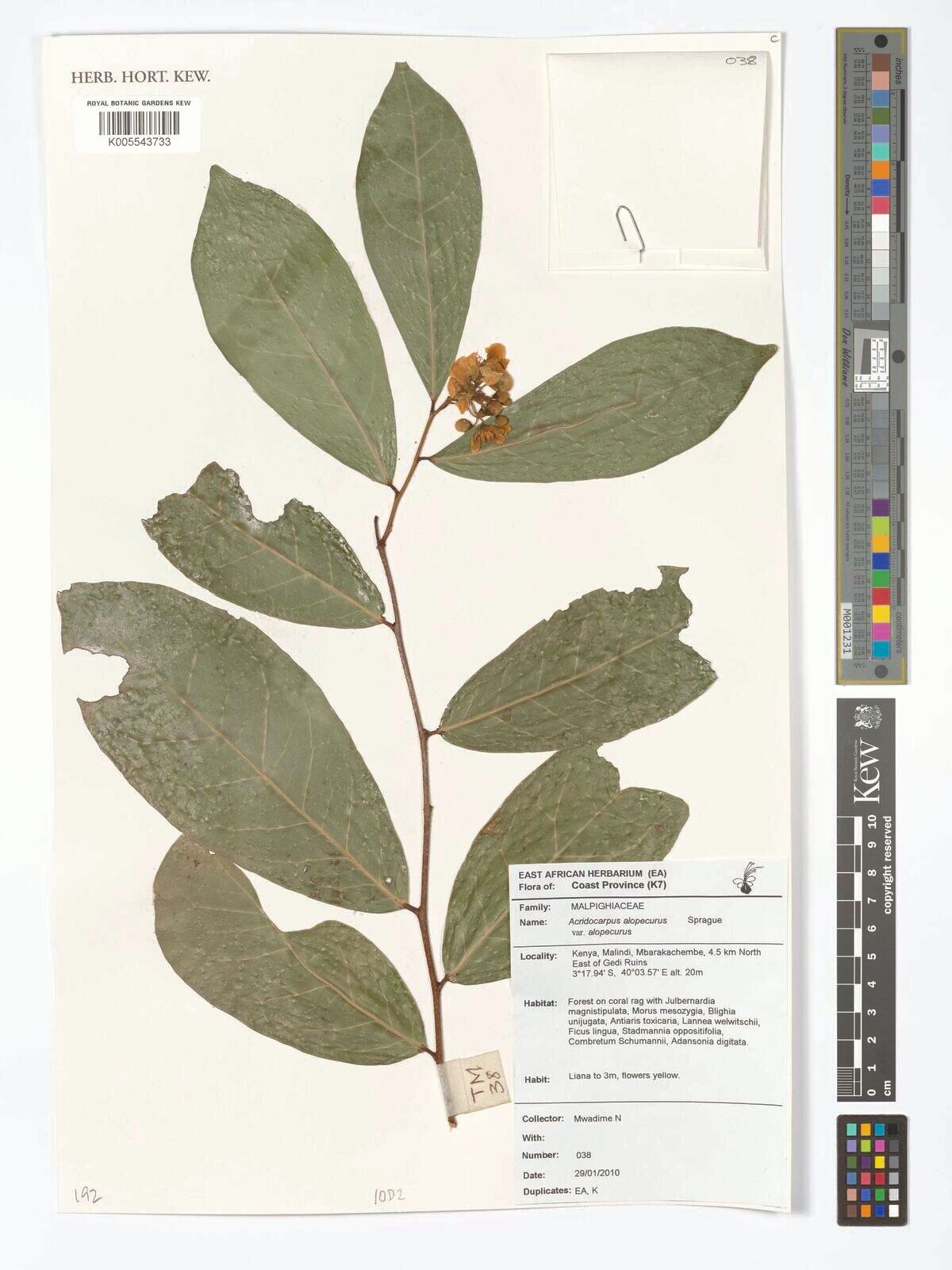 Acridocarpus alopecurus — related species from the same genus