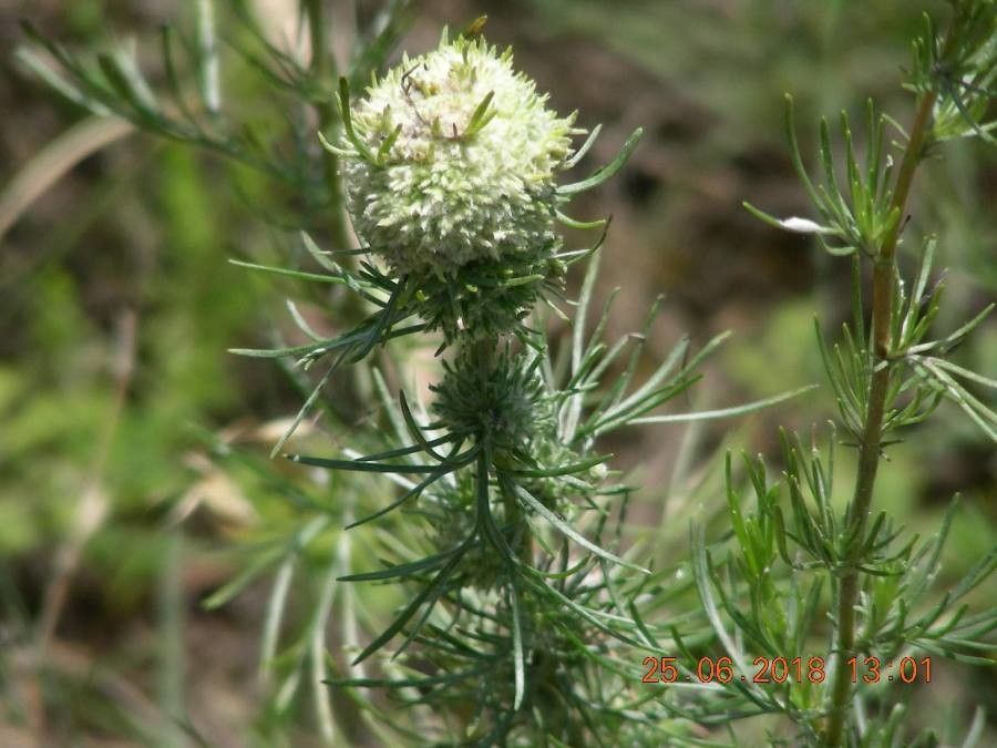 Navarretia intertexta — search result for 'Phlox'