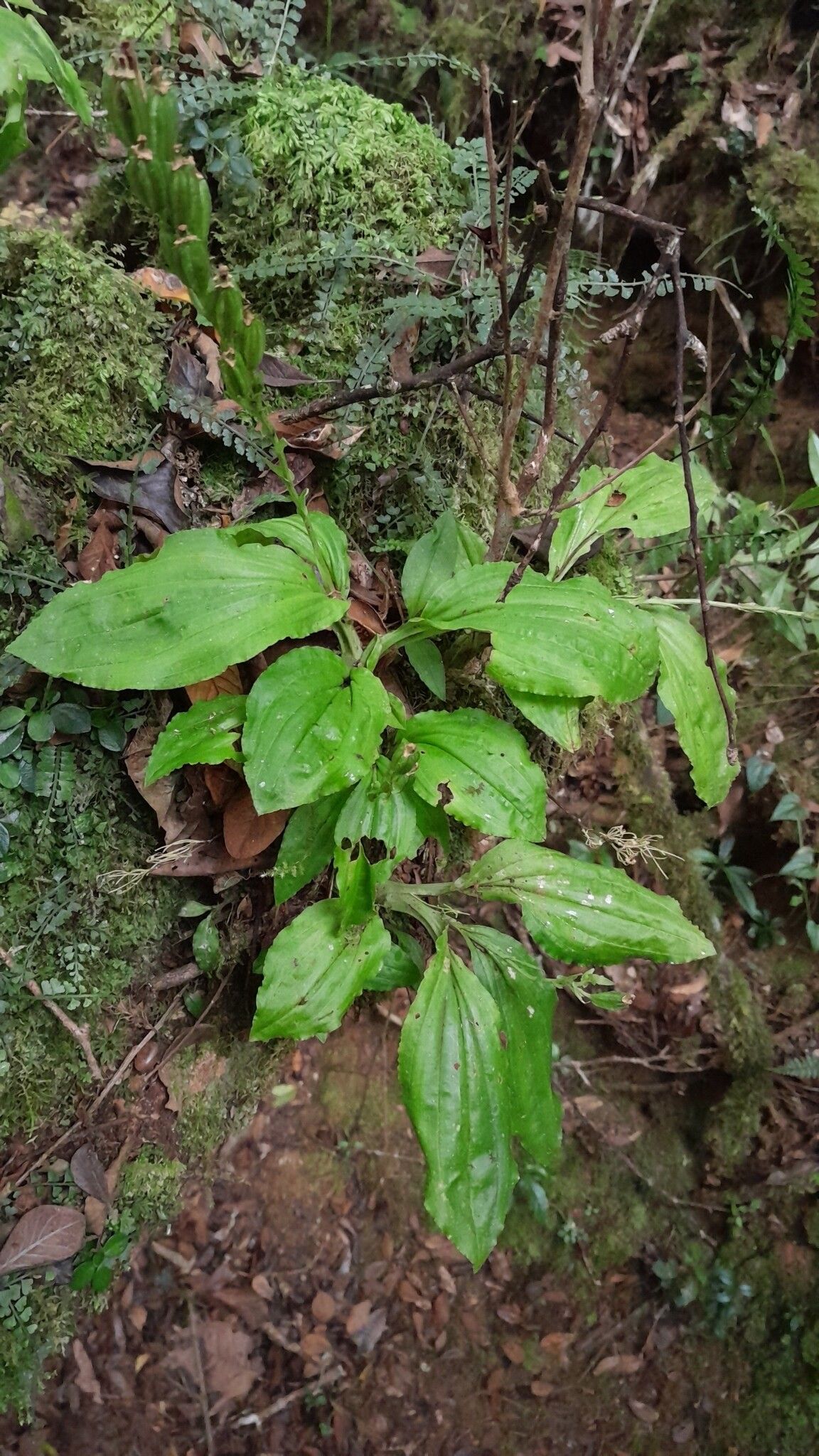 Liparis andringitrana — related species from the same genus
