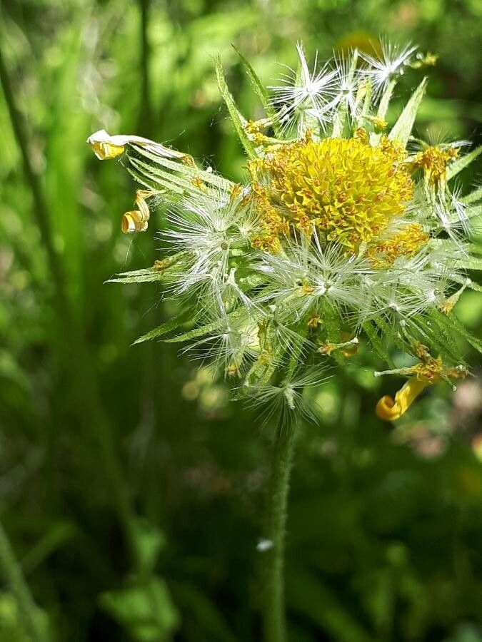 Doronicum plantagineum fruit