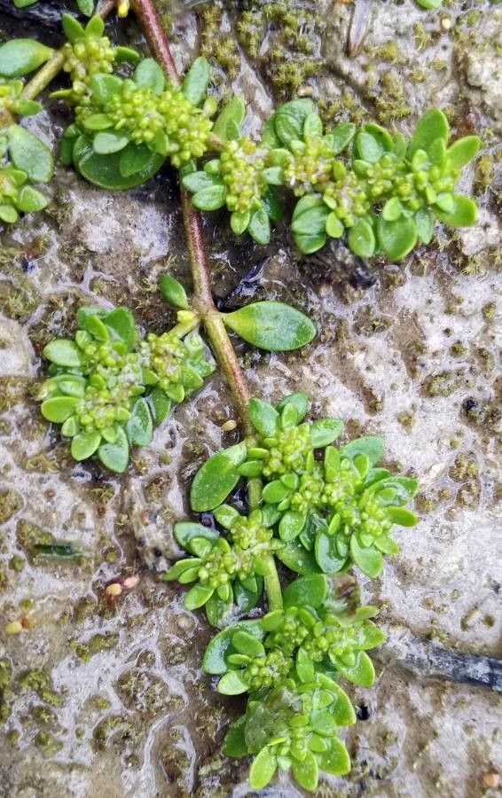Herniaria glabra flower