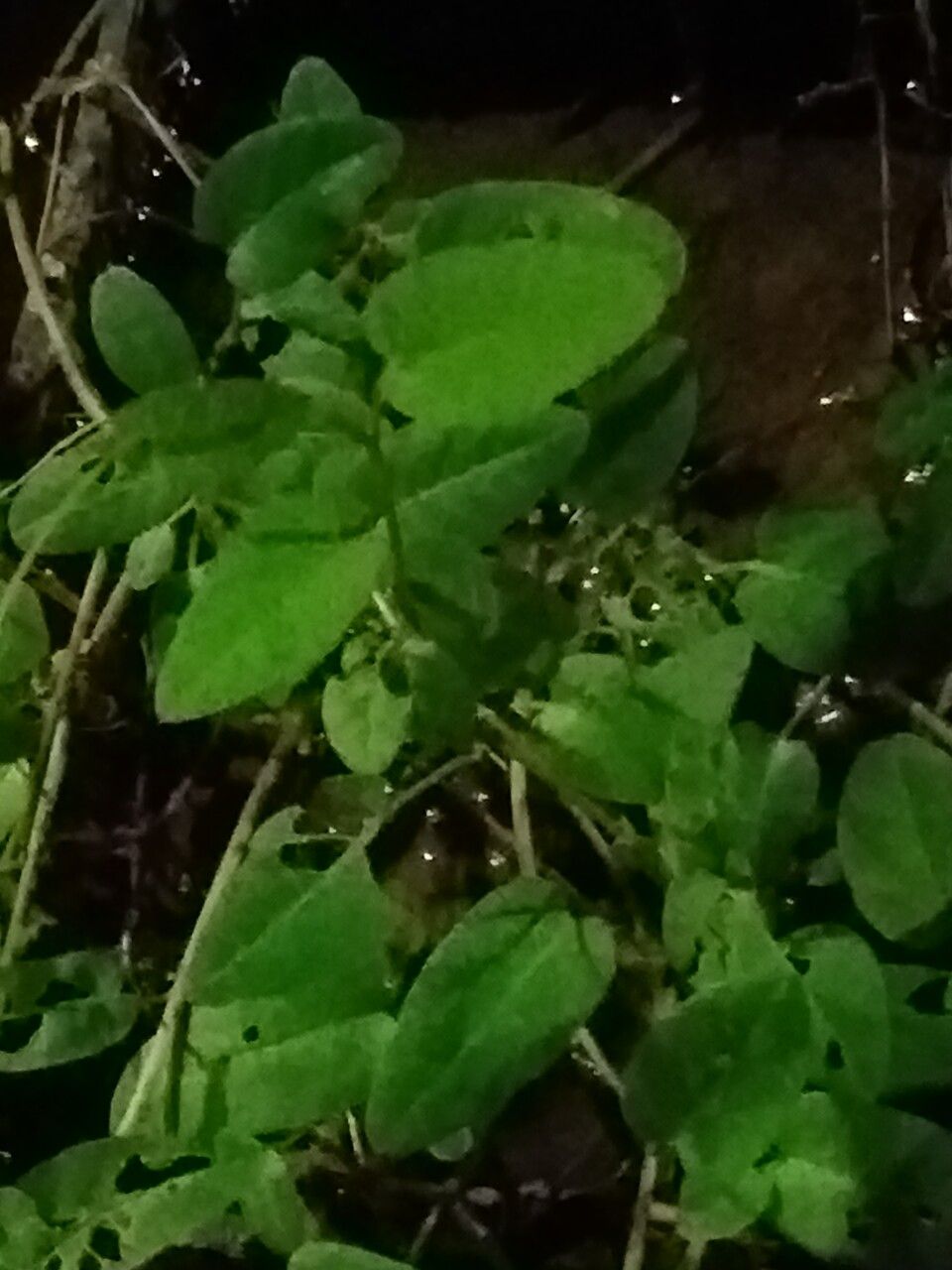 Ipomoea aquatica leaf