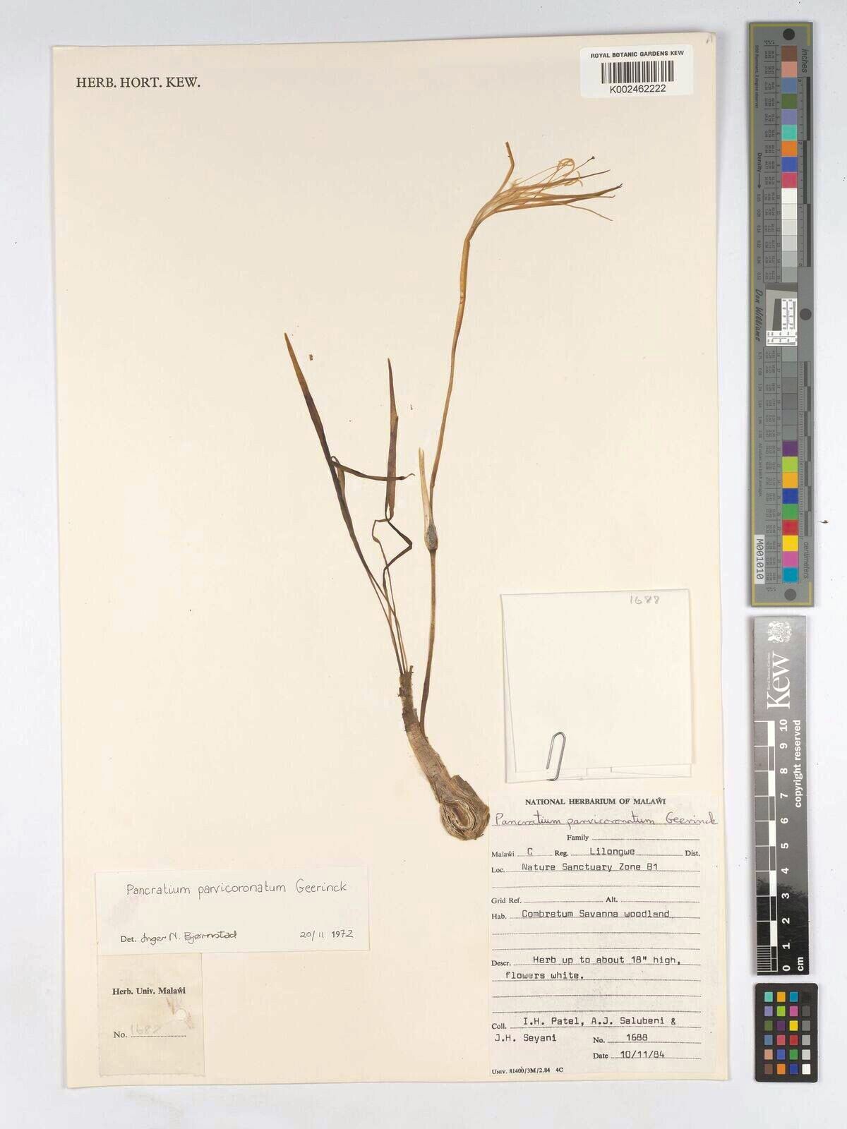 Pancratium parvicoronatum — search result for 'Pancratium'