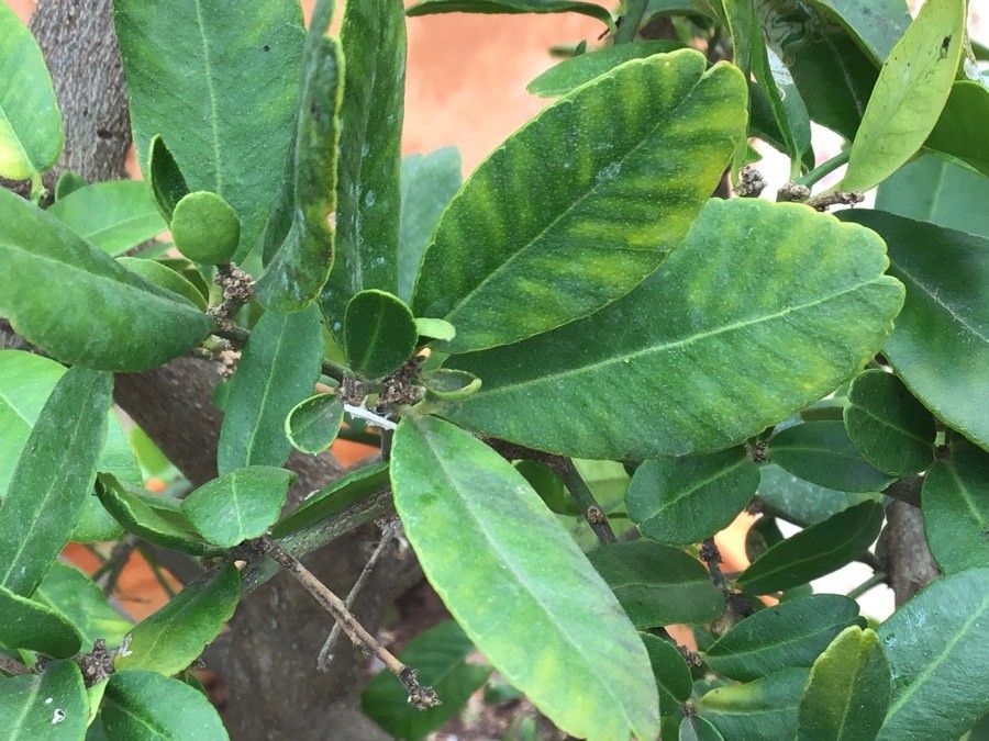 Atalantia buxifolia — search result for 'Rutaceae'