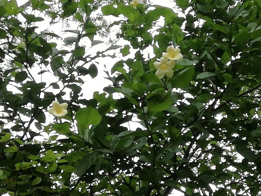 Bourreria quirosii flower