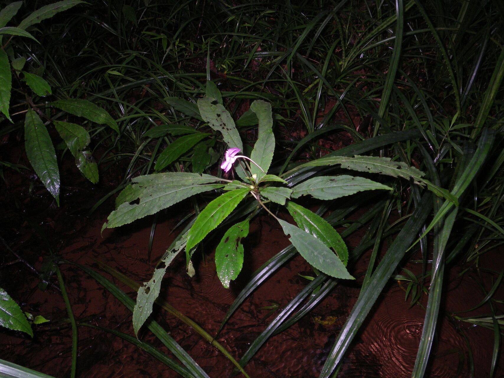 Impatiens lyallii habit