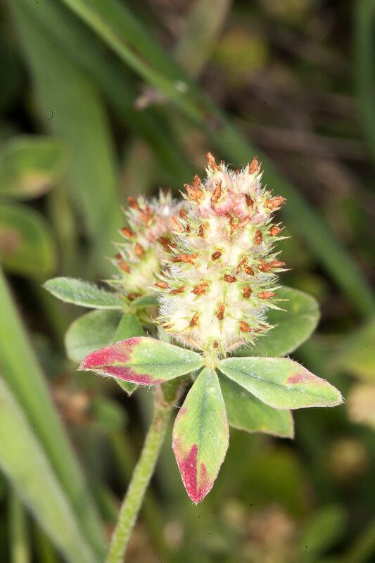 Trifolium striatum fruit
