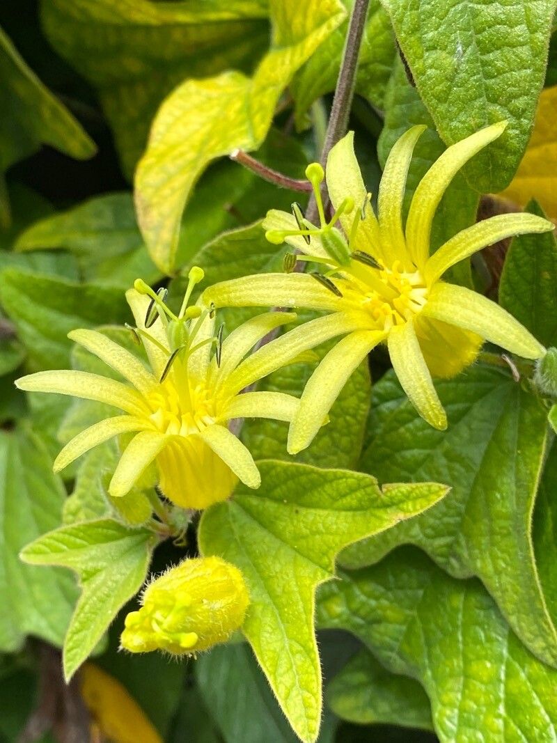 Passiflora citrina flower
