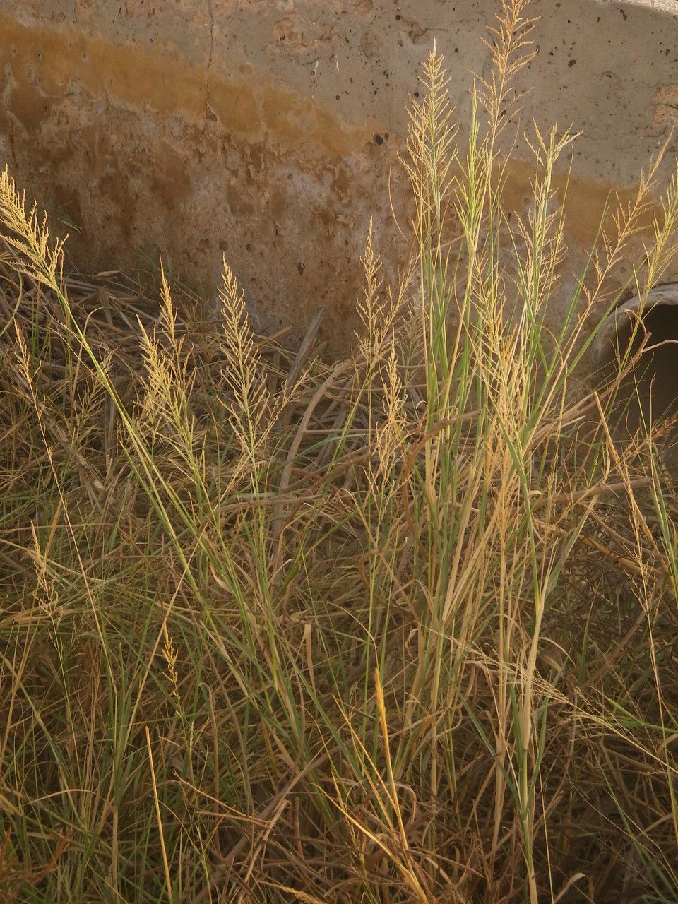 Sporobolus consimilis habit